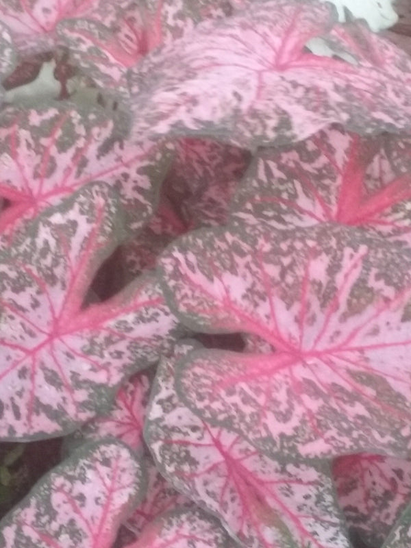 Products – Caladium Bulbs 4 Less