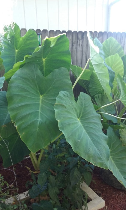 Jack's Giant Elephant Ear Bulbs