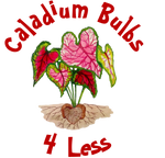 Caladium Bulbs 4 Less